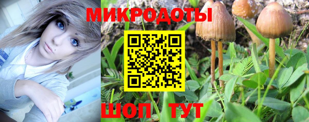 Псилоцибиновые грибы Psilocybe Сургут